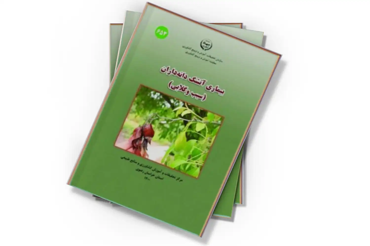 تصویر شاخص